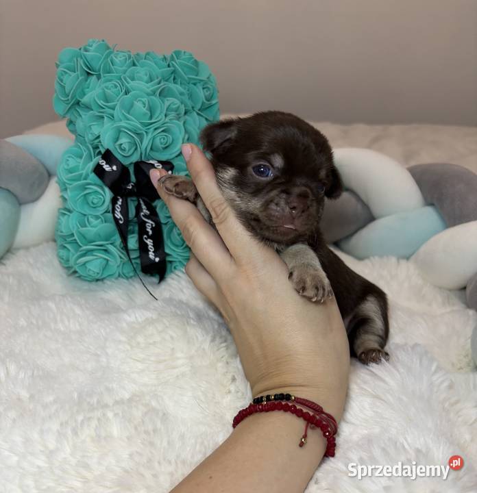 Chihuahua długowłosy piesek choco tan badania Bełchatów
