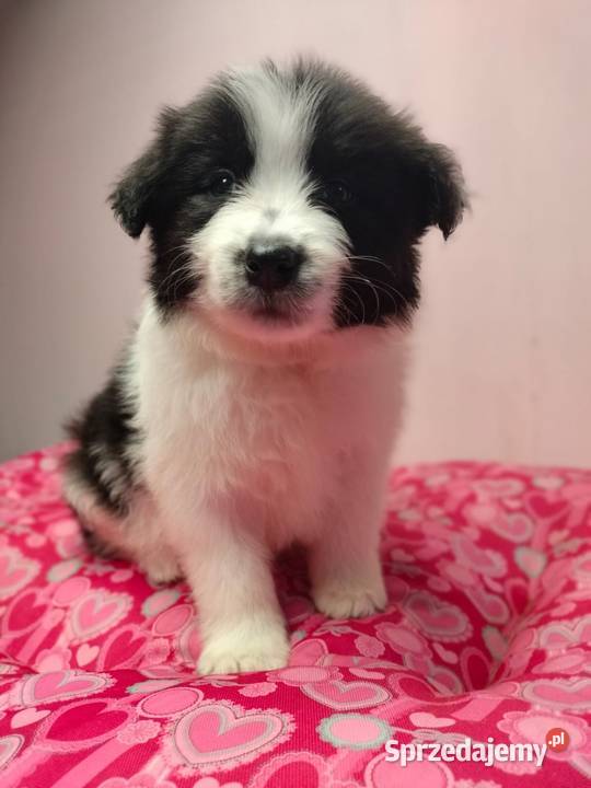 Border collie szczenięta z rodowodem gotowe do