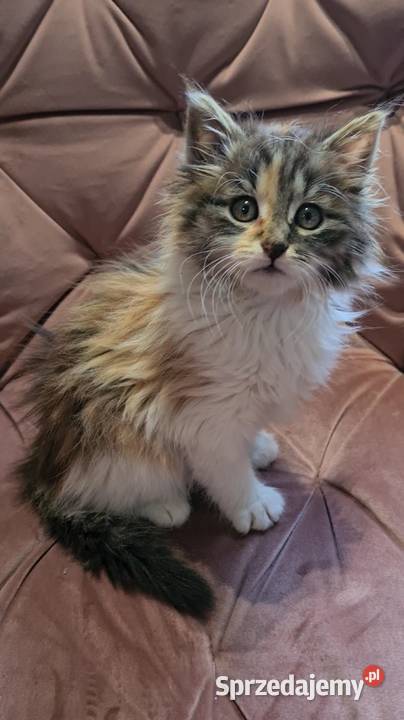 Maine Coon MCO świętokrzyskie