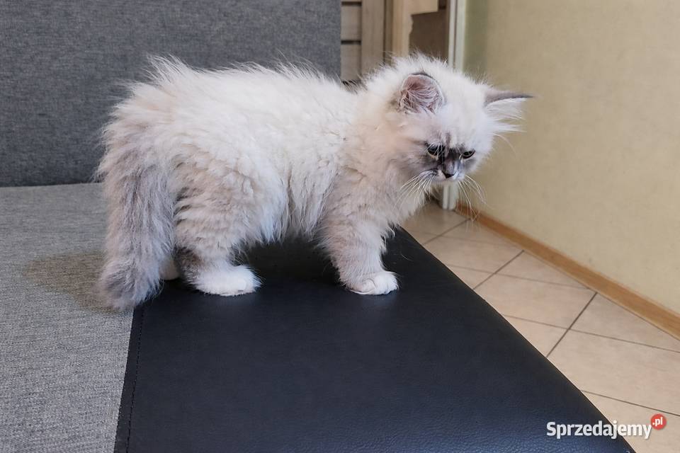 Arya kotka syberyjska neva masquerade Zwierzęta Wola Szydłowiecka