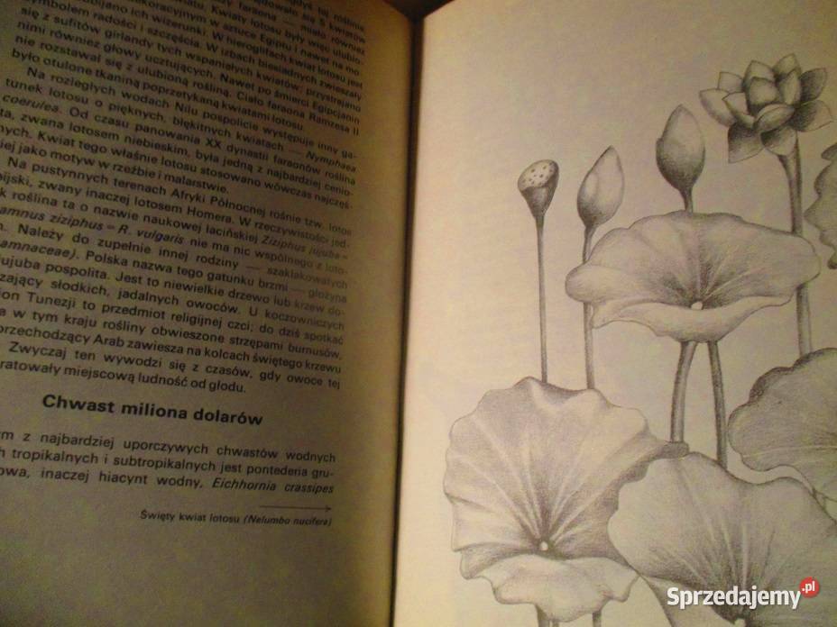 Grzyby leśne grzyby grzybiarstwo runo leśnelas Łódź