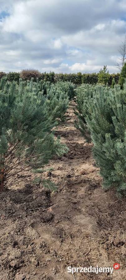 Sosna Pinus sylvestris Watereri Iglaste Sompolno