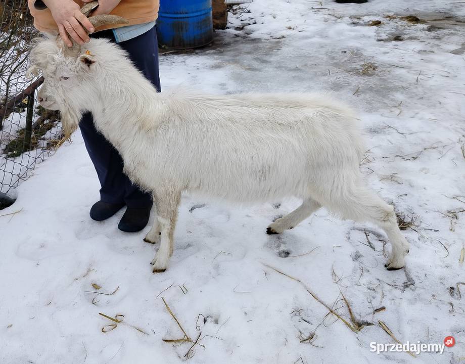 Kozioł Reproduktor ZAREJESTROWANY Radomsko
