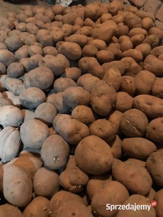 Ziemniaki vineta sadzeniaki ostanie 300 Rośliny okopowe Uchanie