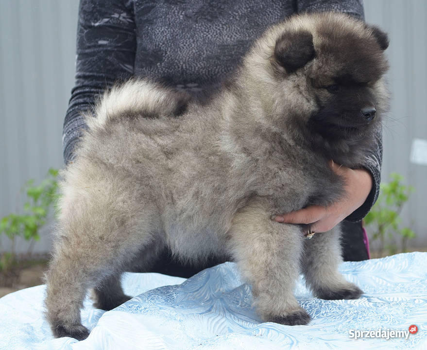 Keeshond Szpic wilczy Psy