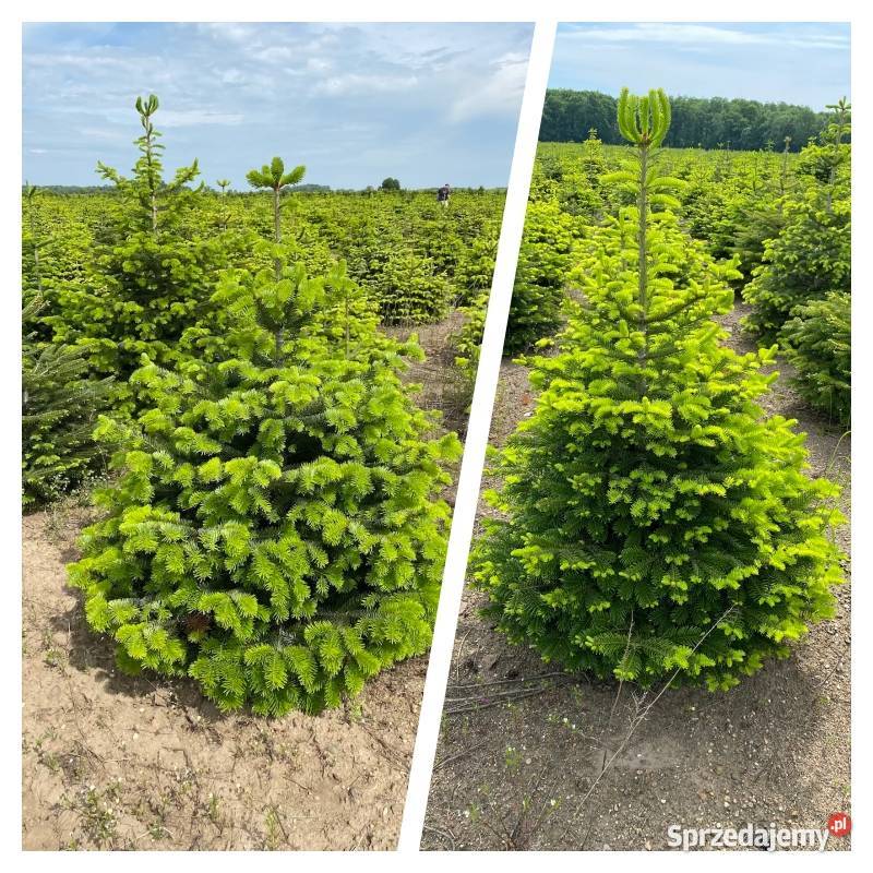 Jodła kaukaska CHOINKI polska plantacja 80300 Osieczna