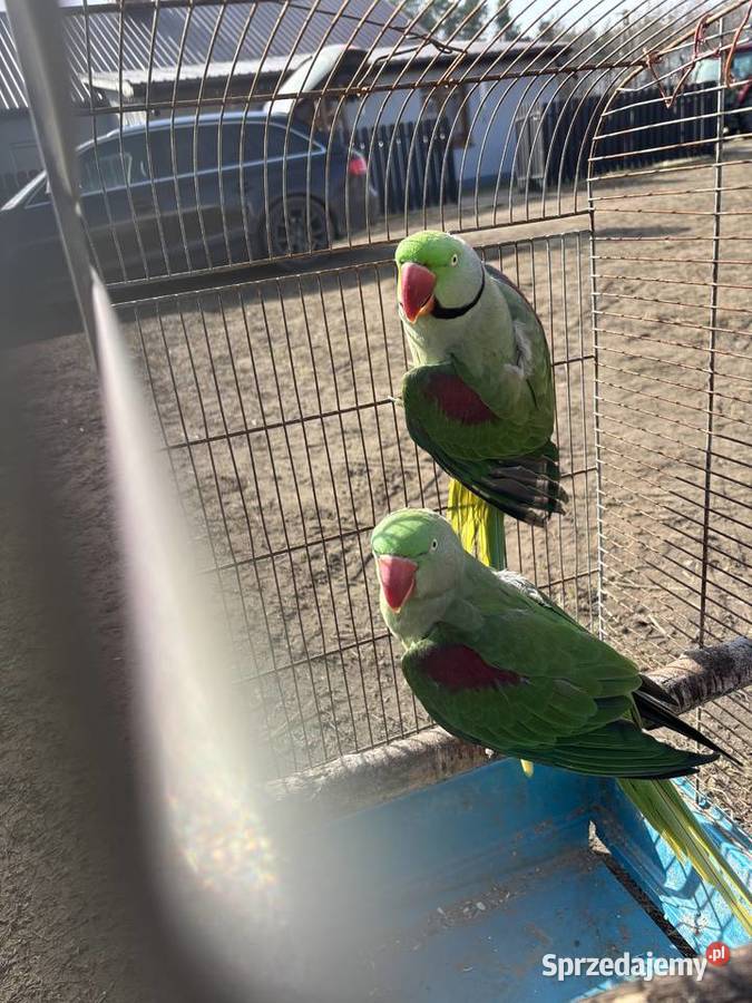 Papugi Aleksandretty mazowieckie Ośnica