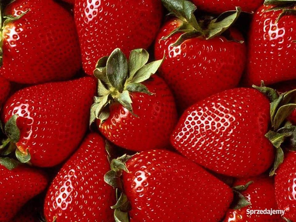 Holenderskie sadzonki truskawek Płońsk