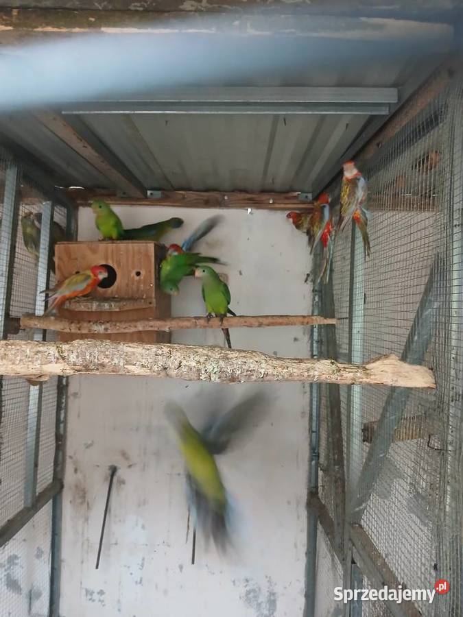 Sprzedam rozelle różne