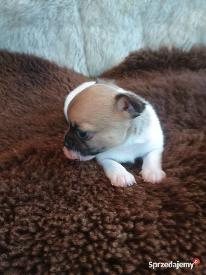 W naszej domowej hodowli powitaliśmy pięknego Chihuahua łódzkie Kleszczów