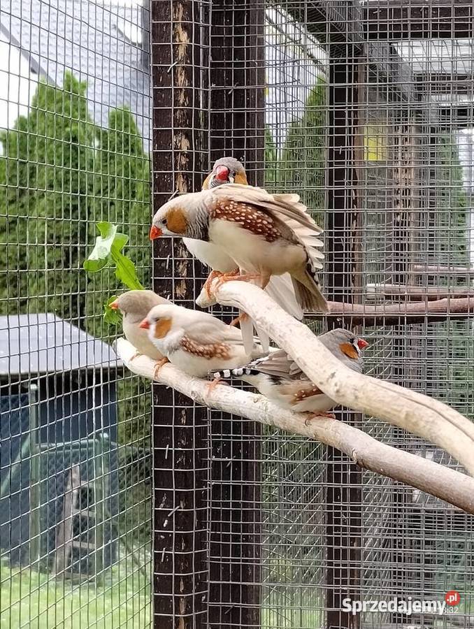 Zeberki młode Kościerzyna