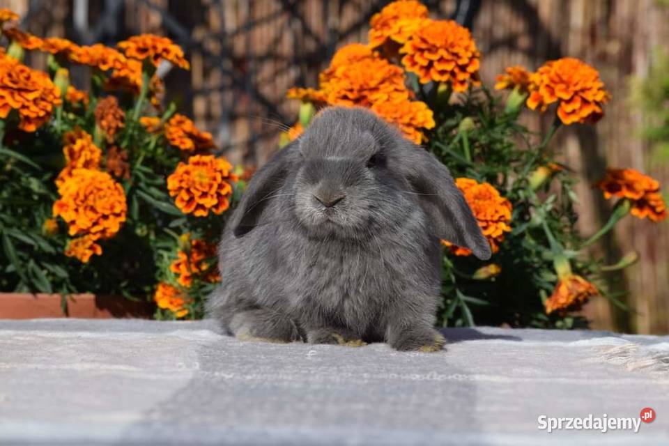 Króliczki mini lop karzełki hodowla Łochów sprzedam