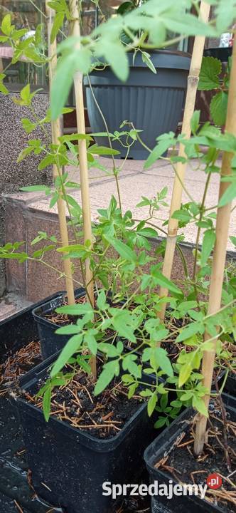 Mackenzie powojnik clematis pnacze Nowy Sącz