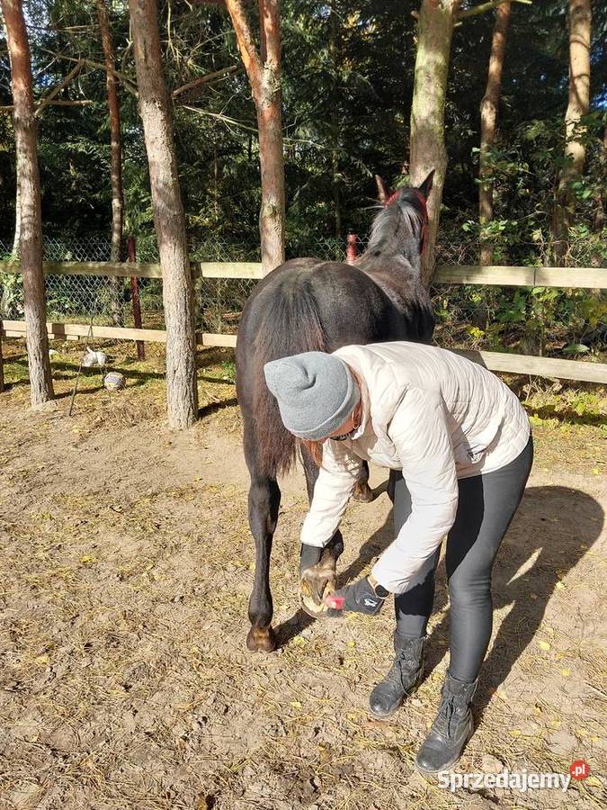 Ogierek śląski pełny papier Latino