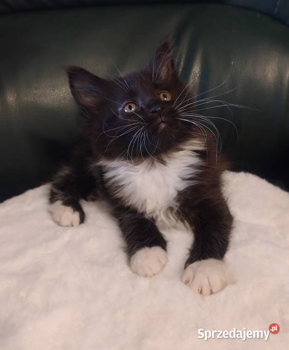 Cyrylka dziewczyna Maine coon Dolsk