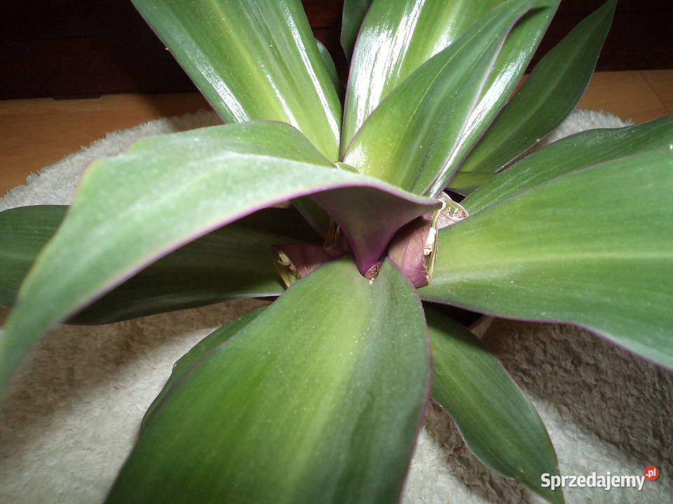 reo meksykańskie kwiat doniczkowy Warszawa sprzedam