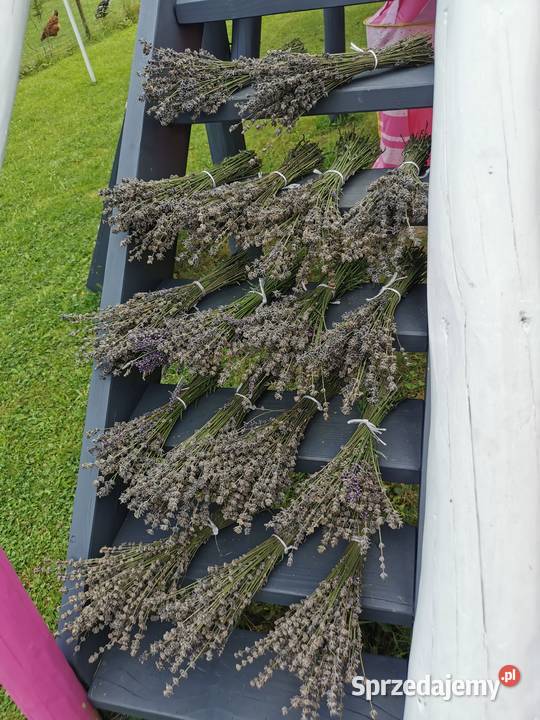 Lawenda ciętaekologiczna uprawa bukiety suszone Grojec