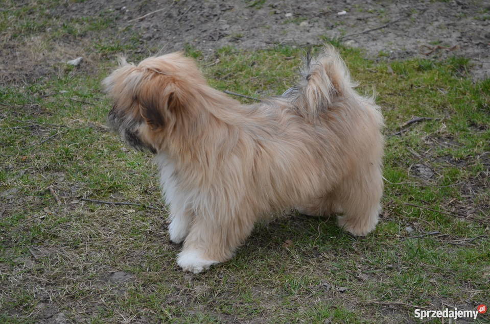 Kuzyn Shih Tzu uroczy piesek Lhasa apso Shih Tzu Krasnystaw