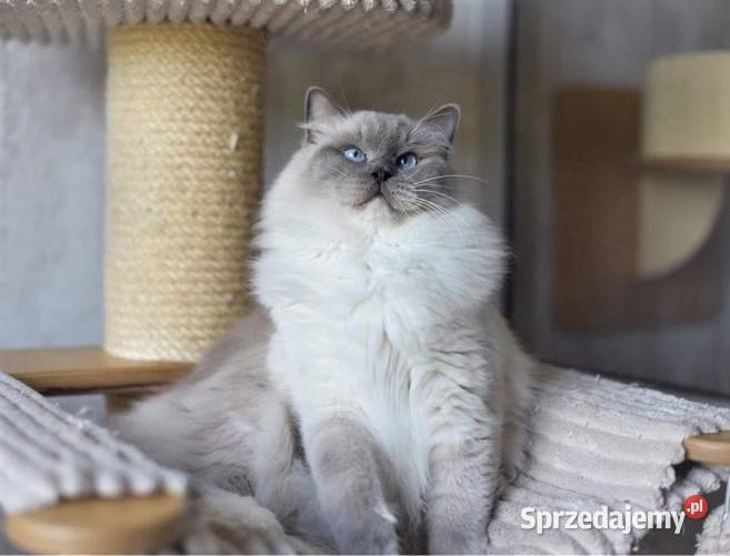 Przepiękne kocięta rasy Ragdoll z rodowodem Ragdoll Warszawa