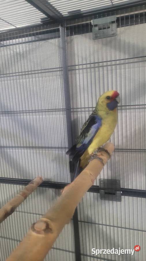 Papugi rozelle kaledońskie Wieliczka