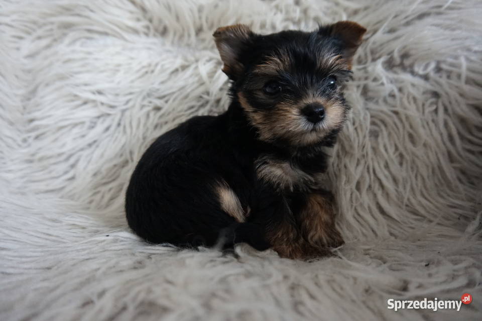 Piesek Yorkshire Terrier Skomielna Biała