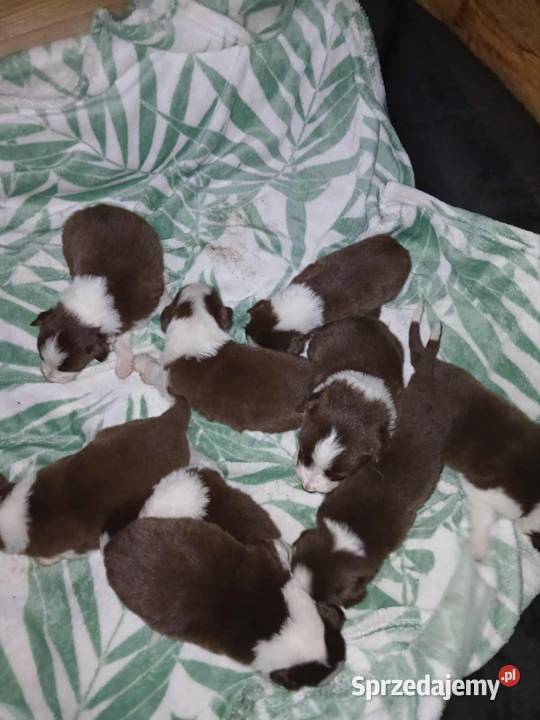 Bordel colie szczeniaki sunie pieski Sierakowice