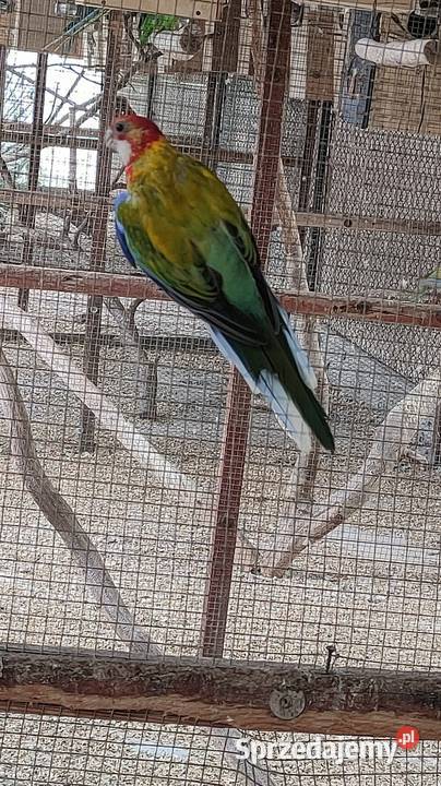 Samica rozella bialolica