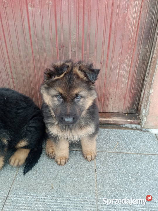 Szczeniaki owczarek niemiecki długowłosy Szczytno