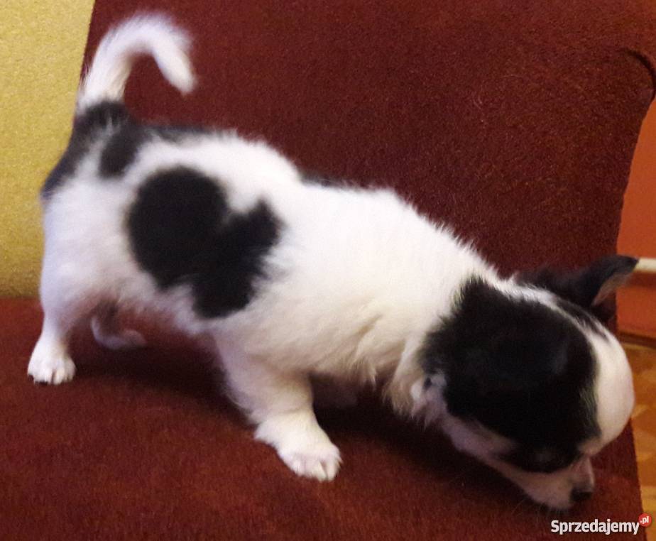 Chihuahua krótko i długowłosa sprzedam