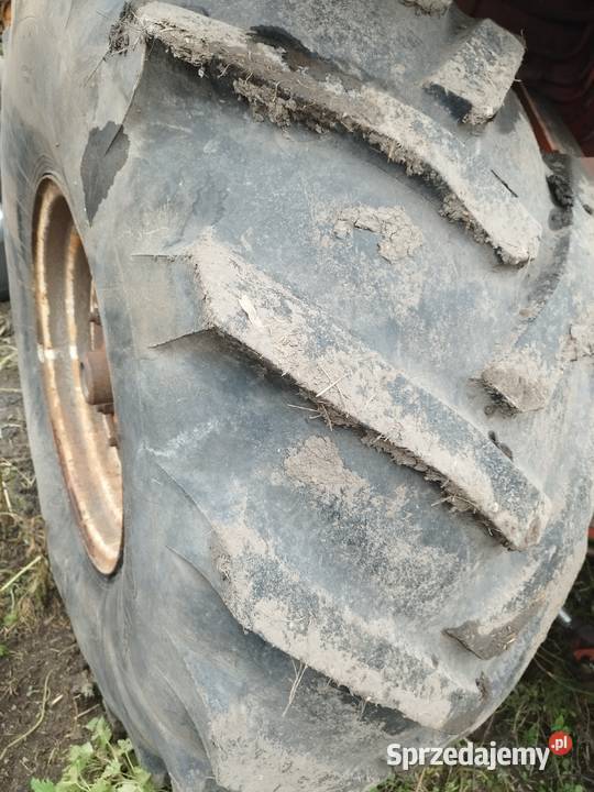 Opony 231 26 Bizon Rozrzutnik małopolskie Miechów