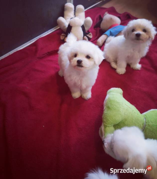 SUCZKA PIESEK MINI Maltanczyk Hodowla domowa Szczecinek