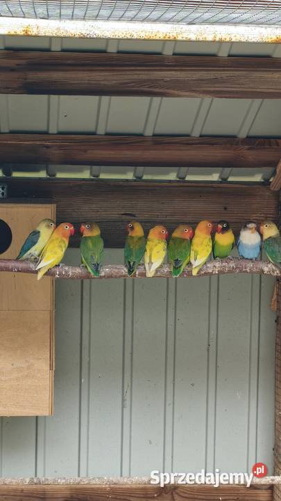 Nierozłączki Wielmoża