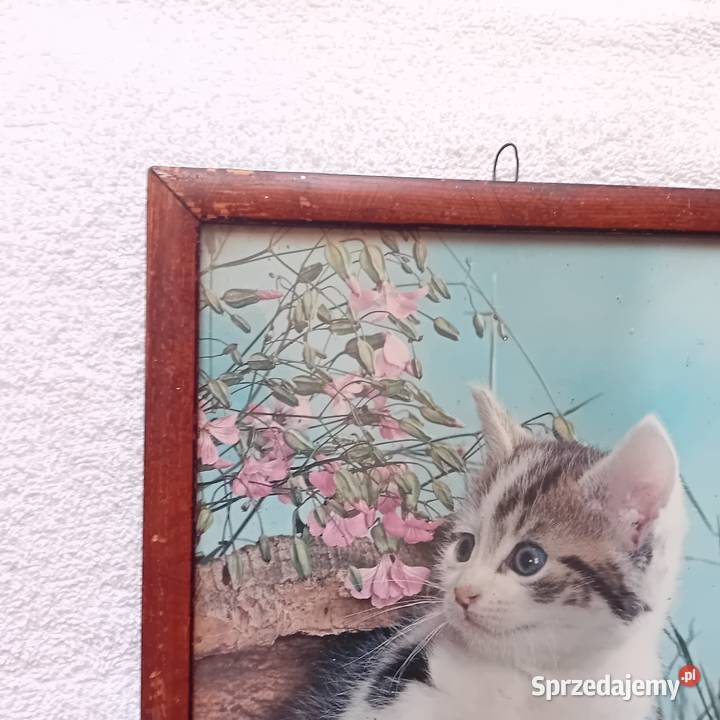 Kot zdjęcie w ramce lata 60e 70e Antyki, Sztuka, Kolekcje Koźminek