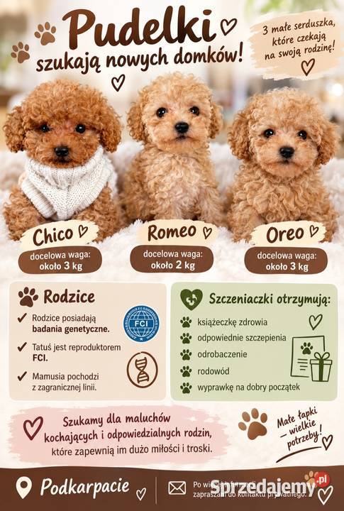Pudelki toy baby face Xxs bgenetyczne Jasło