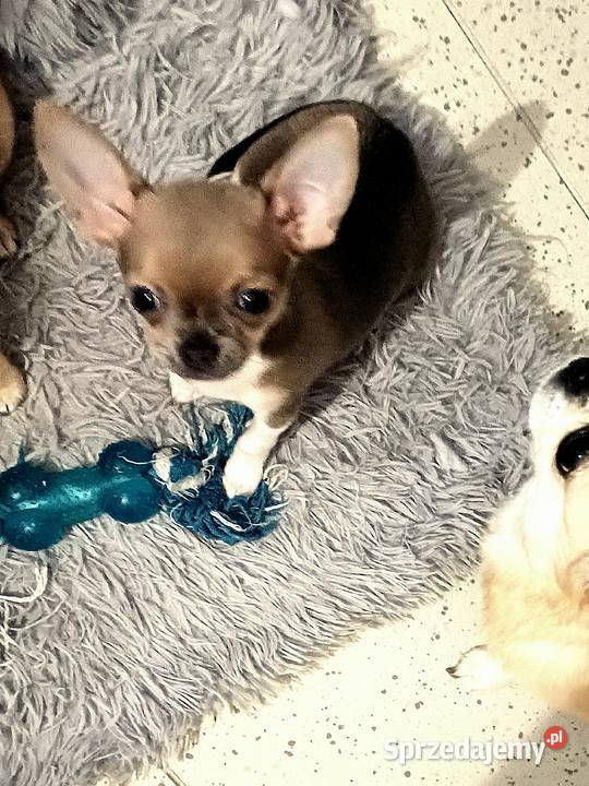 Chihuahua Maleńka Blue Dziewczynka z Rodowodem łódzkie
