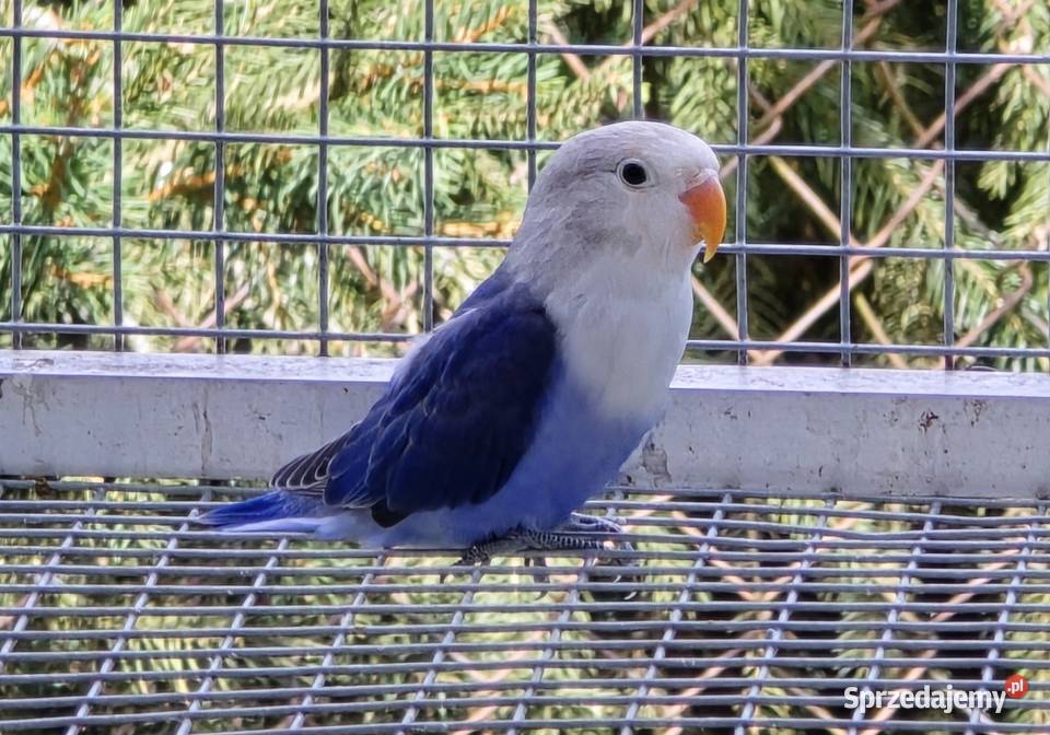 Nierozlaczka Fischer nierozłączki młode do sprzedam