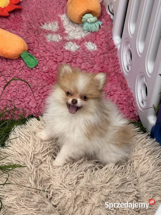 Szpic miniaturowypomeranian Szpic miniaturowy śląskie sprzedam