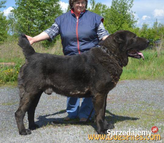 Owczarek Środkowoazjatycki zapowiedź miotu Konin