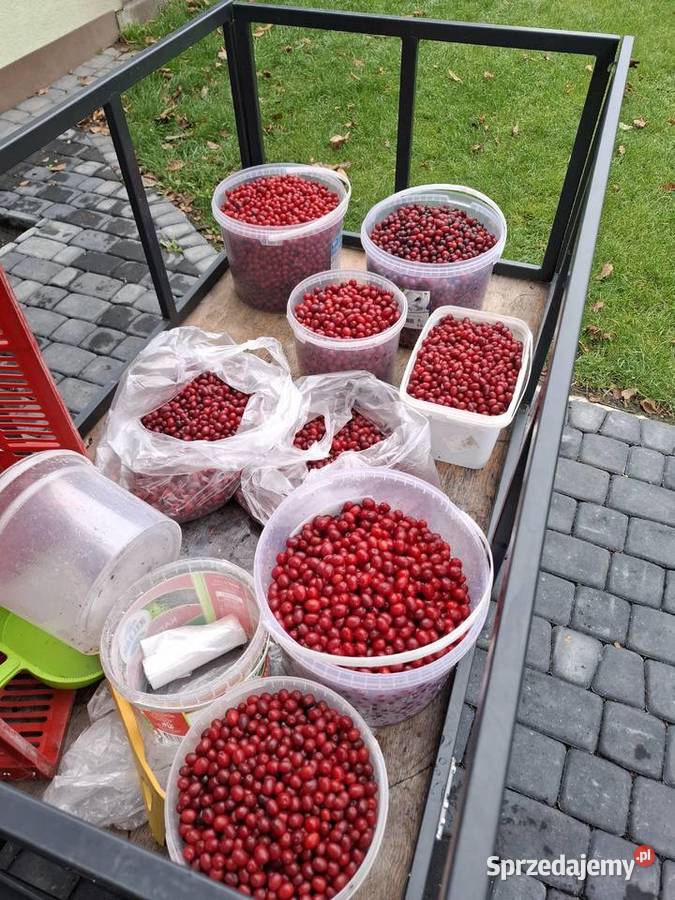 Sprzedam Owoce derenia jadalnego Puławy