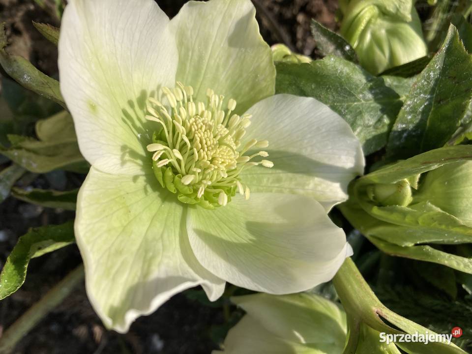 Ciemiernik Helleborus Niger Biały doniczka Lublin