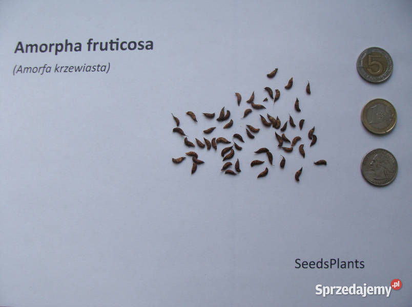 AMORFA KRZEWIASTA Amorpha fruticosa NASIONA 1000 Nasiona kujawsko-pomorskie Lubanie