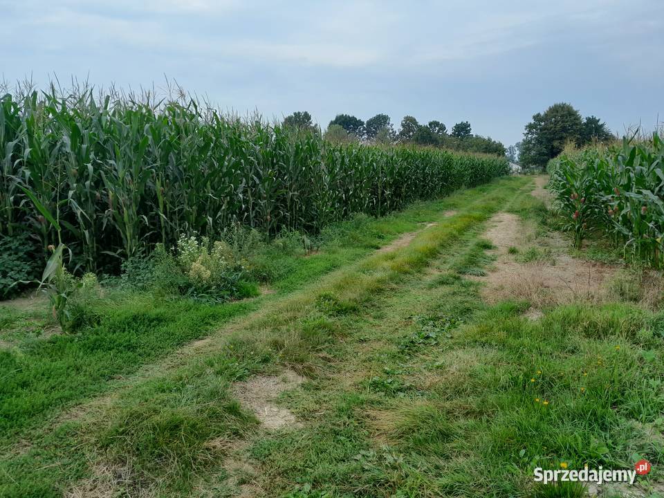 Kukurydza na pniu na kiszonkę Lubaczów