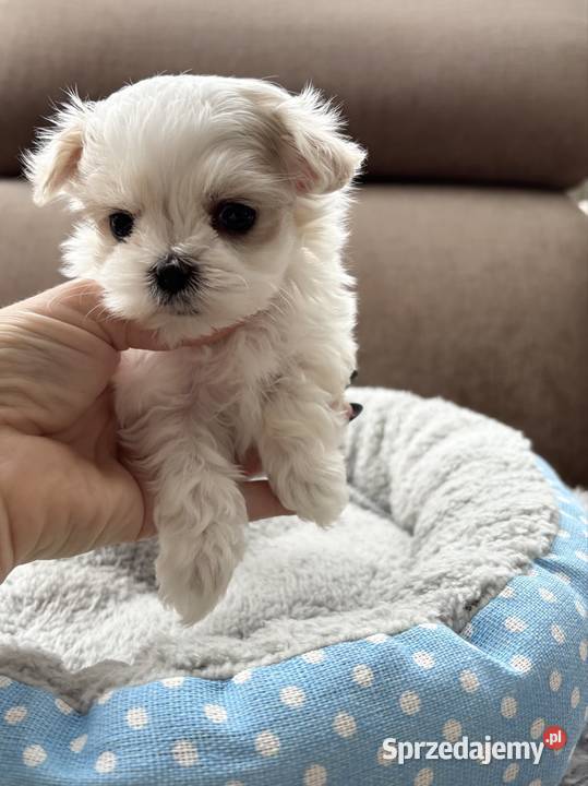 Maltańczyk piękna sunia z rodowodem Rybnik sprzedam