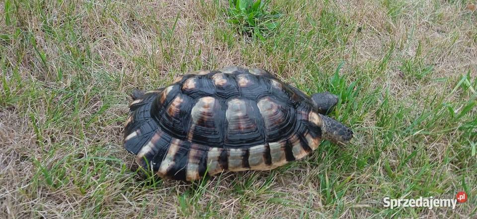Żółw obrzeżony Testudo marginata żółw obrzeżony