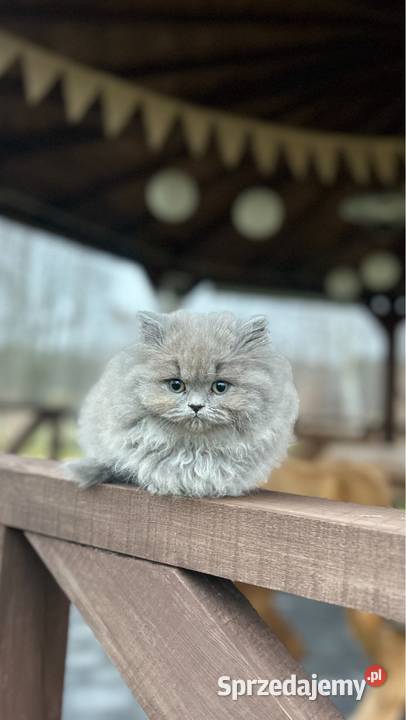 Kocur Brytyjski liliowy Rodowód WCF Mińsk Mazowiecki