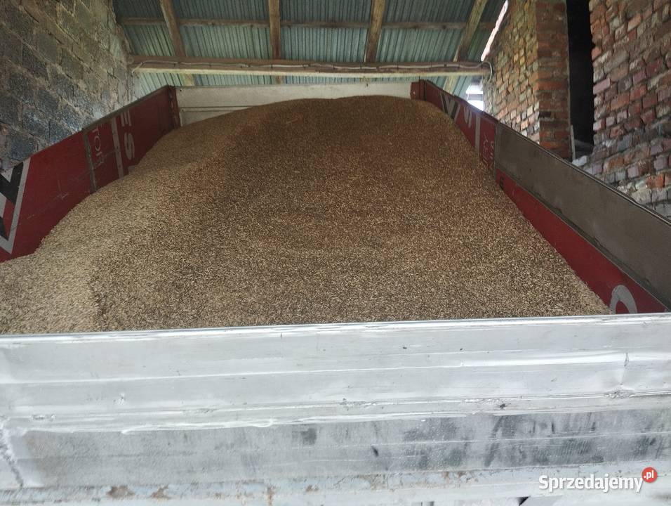 Owies pszenica Chybie