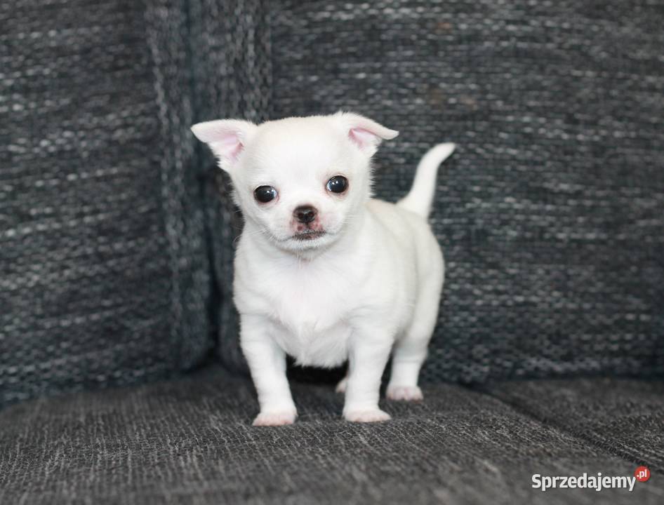 XS chihuahua chłopiec ZKwP FCI Chihuahua Świnoujście