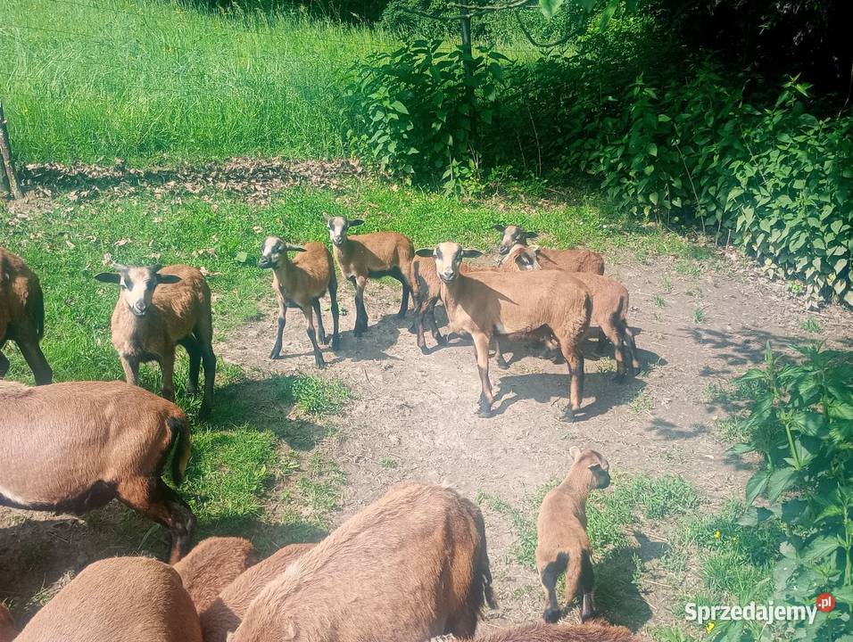 Sprzedam młode owce kamerunskie Niewodna