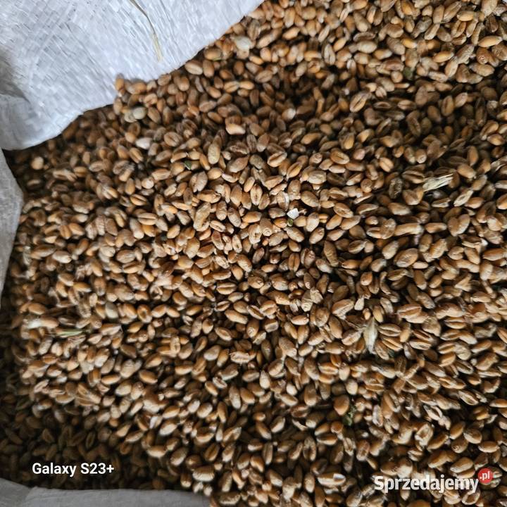 Siano sloma Świecie