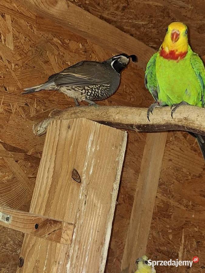 Sprzedam samca barabandy śląskie Żory